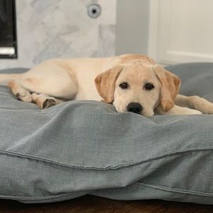 Meet your Posher, Cassandra